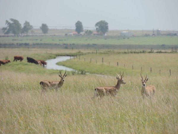 Cámara de Diputados vota este miércoles proyecto para declarar especie protegida al venado de campo