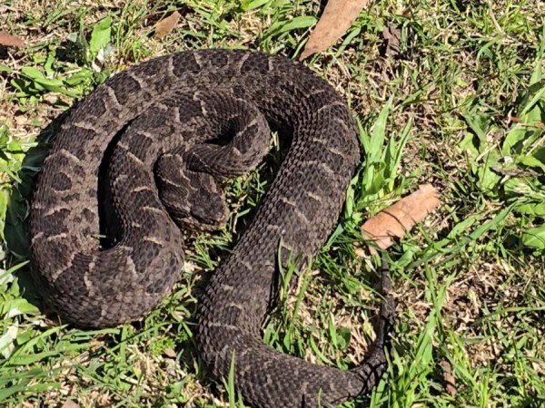 yarará, serpiente, reptiles, Alternatus, Piriapolis