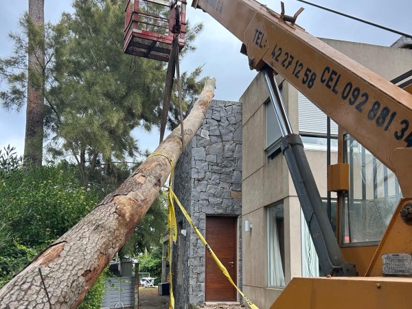 caida de árbol, vivienda de pinares