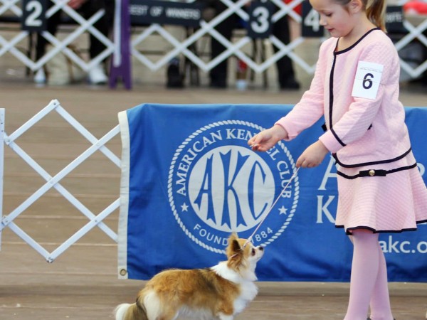 caninos, punta del este, kennel club uruguayo,