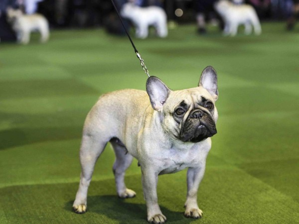 perro, conflicto, demandas, punta del este, bulldog francés