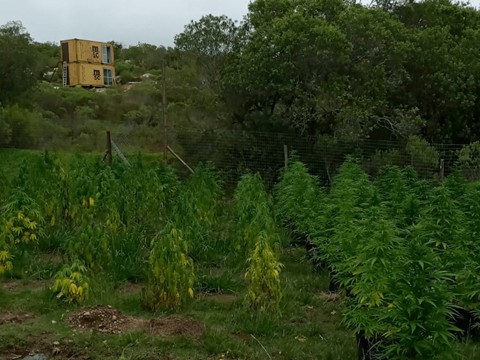 Suprema Corte de Justicia desestimó recurso interpuesto por una pareja condenada por cultivo ilegal de cannabis