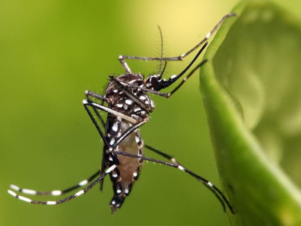 dengue, Maldonado, salud