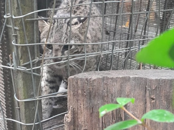 Liberaron a un Gato Montés que había sido capturado por un vecino en Solís
