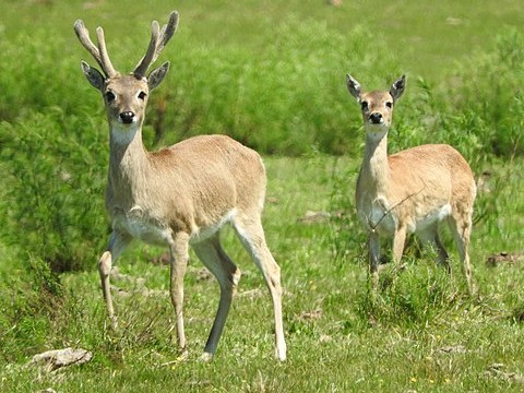 ECFA,venado,campo,proyecto,internacional