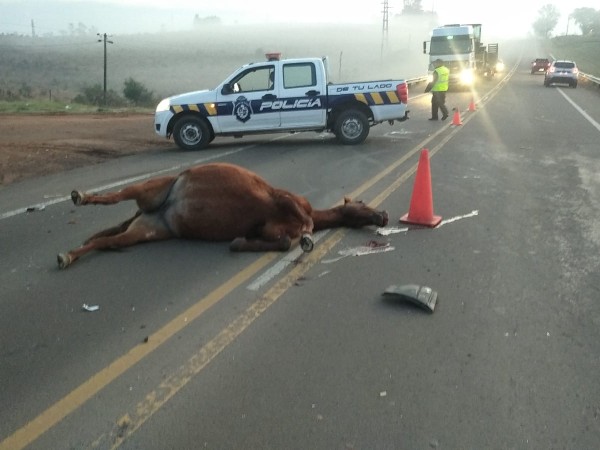 siniestro, tránsito, caballo suelto, ruta 5,