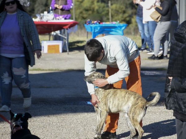 Adopción, perros, animales