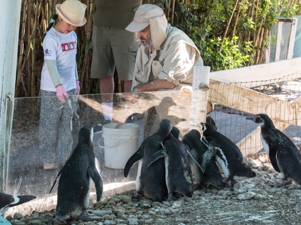 pingüinos, richard tesore, sos fauna marina, punta colorada,