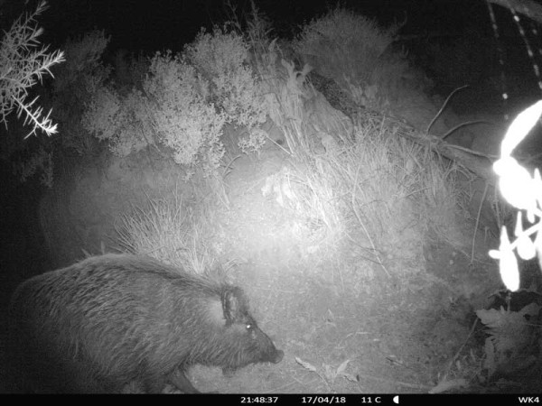 “Es un ataque completo a la propiedad privada”, afirmó vocero de cazadores sobre proyecto que limita acceso a armas y prohíbe la caza nocturna