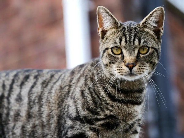 rabia,gato,vacunacion