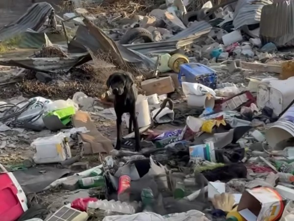 solidaridad, animales, voluntariado, barrio Kennedy