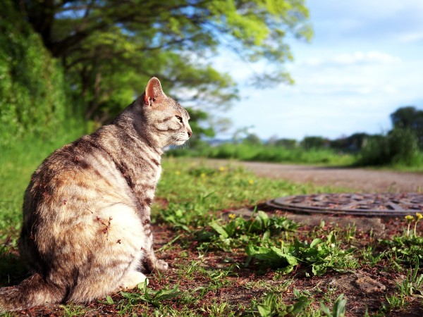 caso de rabia, en salto, un gato, uruguay,