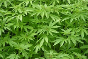 Incautaron plantío y semillero de marihuana y procesaron al cultivador