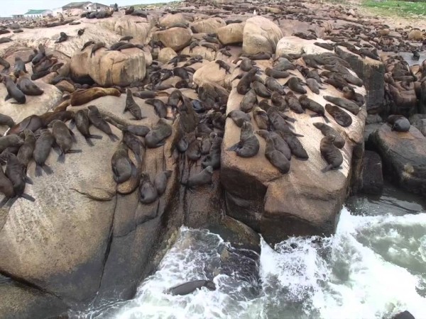 dinara, isla de lobos, gripe aviar,