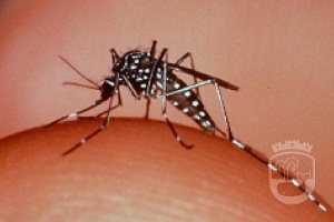 Este martes se recorrerá Piriápolis en busca de Aedes Aegypti