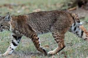 Felino atropellado es un gato montés común y no coincide con versión de la denunciante: sigue la búsqueda 