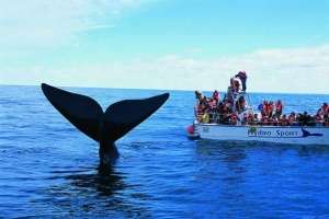 Presentan temporada de ballenas 2016