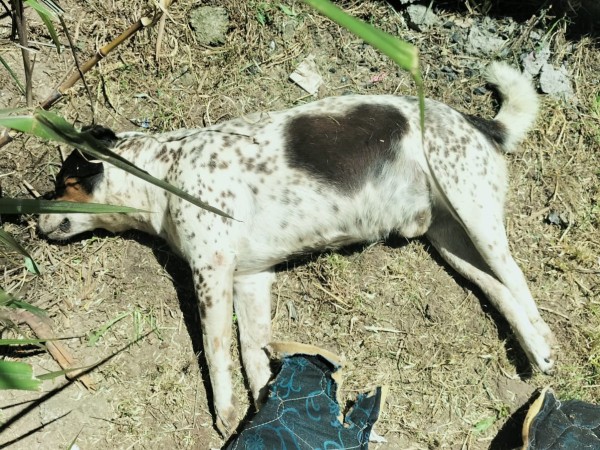 perros, muertos, cerro pelado,