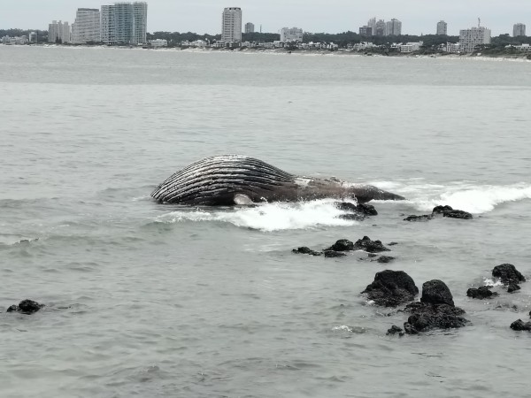 Una ballena apareció muerta en la costa