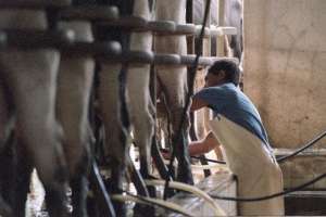 Tamberos donarán leche en polvo para entregar a los más afectados por la emergencia