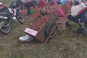 Productores donan varios camiones de papas en San Carlos; las dejan en un baldío para que la gente las lleve