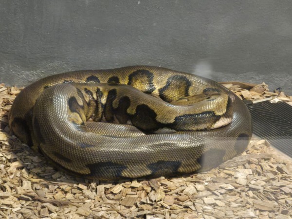 Alternatus inauguró moderno reptilario en el Parque La Cascada: “Es un centro único en Sudamérica”, aseguró Ignacio Etchandy