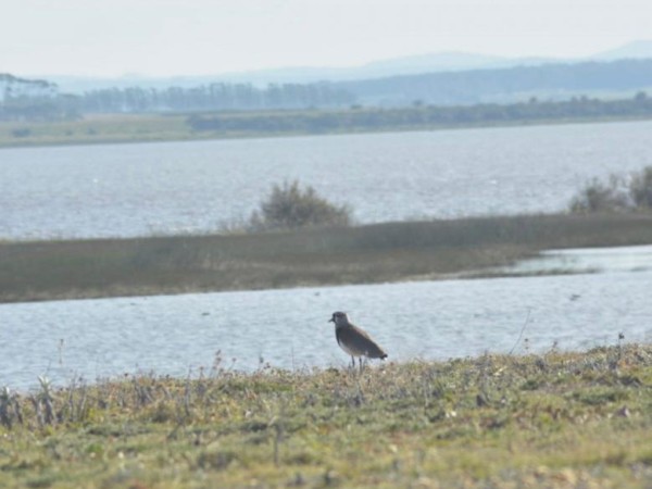 laguna, Garzón, plantas