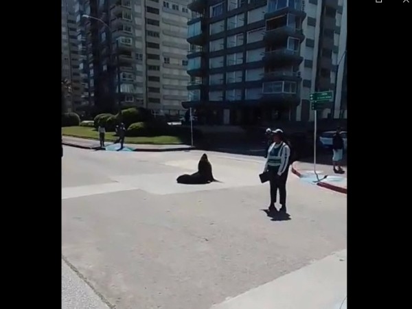 Un lobo marino acostado en plena calle hizo modificar el tránsito en Punta del Este