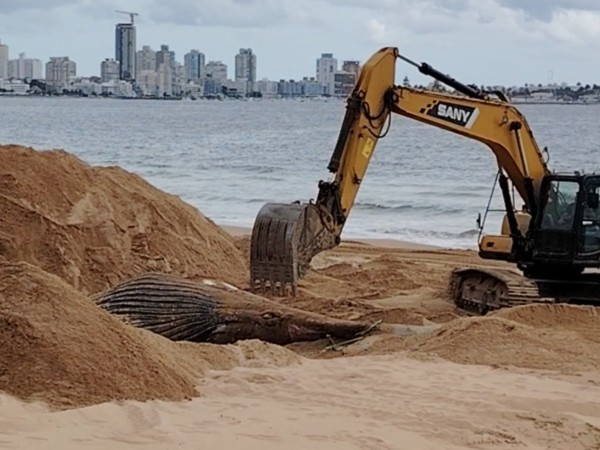 Se procedió al enterramiento de la ballena que apareció muerta en Punta del Este