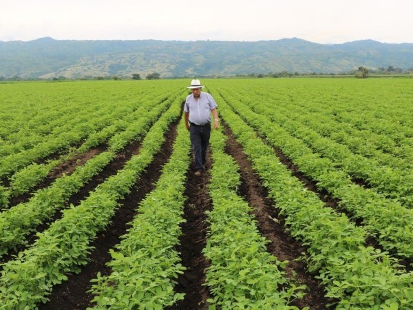 miem, agroindustrias, maldonado,