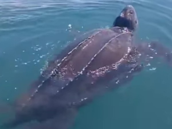 Apareció en Punta del Este la tortuga más grande del mundo, reconoció directora científica de Karumbé